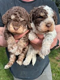 Cuccioli Lagotto Romagnolo