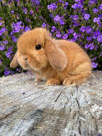 Cucciolo coniglio ariete nano fulvo