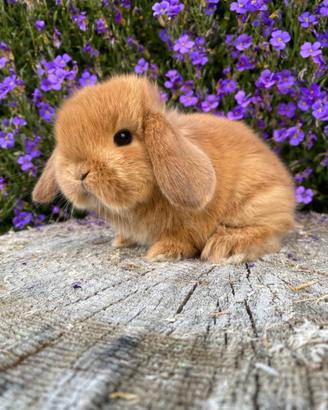 Cucciolo coniglio ariete nano fulvo
