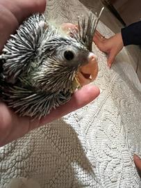 Calopsite allevate a mano pulli