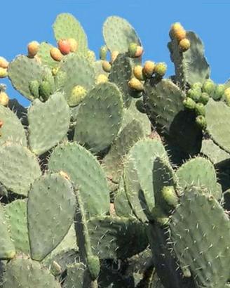 Pale fichi d'india