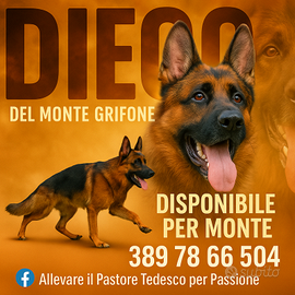 Pastore Tedesco Disponibile per monte