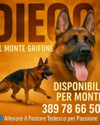 Pastore Tedesco Disponibile per monte