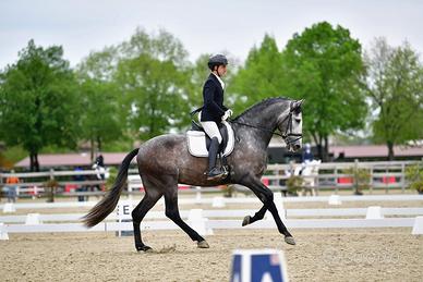 Cavallo PRE Dressage 2022 Stallone 1,75h