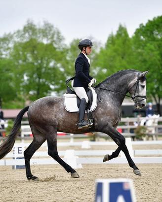 Cavallo PRE Dressage 2022 Stallone 1,75h