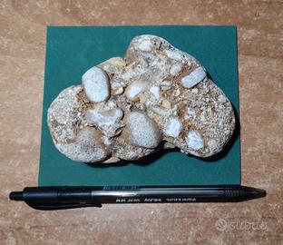 Conglomerato Rocce e Minerali, fossili conchiglie