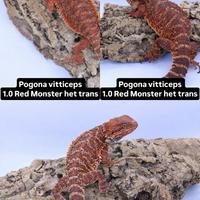 Drago barbuto pogona vitticeps RED MONSTER