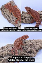 Drago barbuto pogona vitticeps RED MONSTER