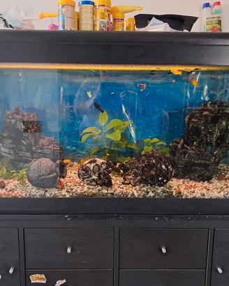acquario 300 lt