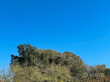 Taglio Legna Bosco Ceduo