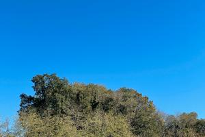 Taglio Legna Bosco Ceduo