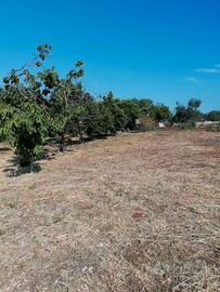 Terreno 20.000 mq con Pozzo e Ulivi a Bari