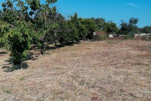 Terreno 20.000 mq con Pozzo e Ulivi a Bari