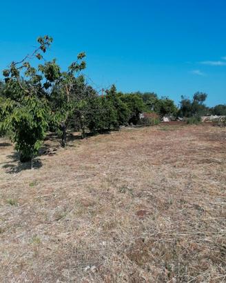 Terreno 20.000 mq con Pozzo e Ulivi a Bari
