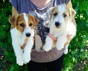 Cuccioli Jack Russell con Pedigree