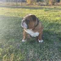 Bulldog inglese maschio pronto per accoppiamento