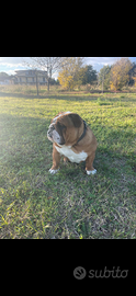 Bulldog inglese maschio pronto per accoppiamento