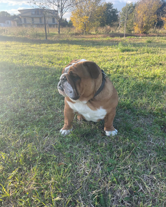 Bulldog inglese maschio pronto per accoppiamento