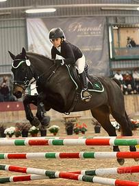 Cavallo pony