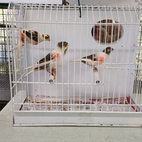 Canarini Arlecchino, bianco recessivo