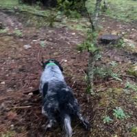 Setter specialista a beccacce