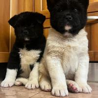 Akita Americano cuccioli