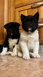 Akita Americano cuccioli