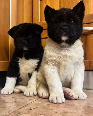 Akita Americano cuccioli