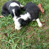 Border collie bianco e nero