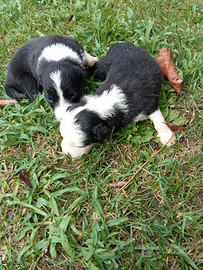 Border collie bianco e nero