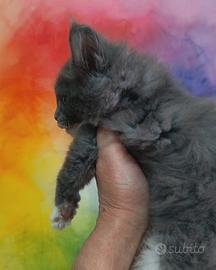 Maine Coon Cucciola Blu