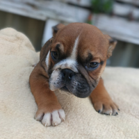 Bulldog inglesi esotici