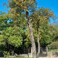 Albero Quercia da Sughero