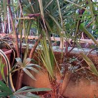 palme terrazzo/giardino