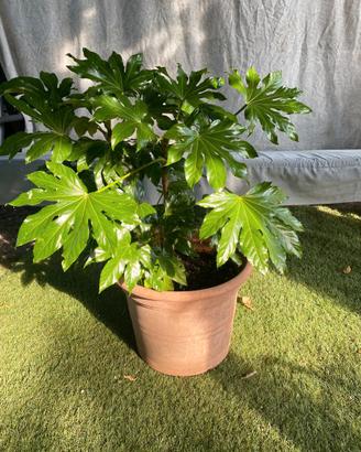 Aralia Giapponese "Fatsia japonica"