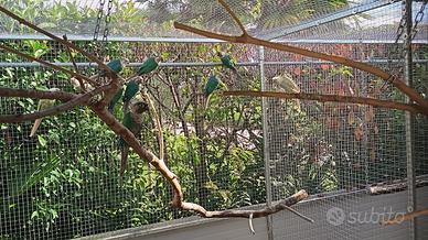 Coppie Pyrrhura molinae