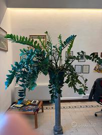 pianta da interno “gigante” (Zamia)