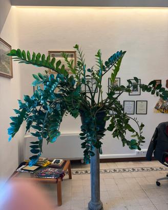 pianta da interno “gigante” (Zamia)