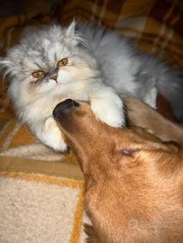 Gatto persiano per ACCOPPIAMENTO