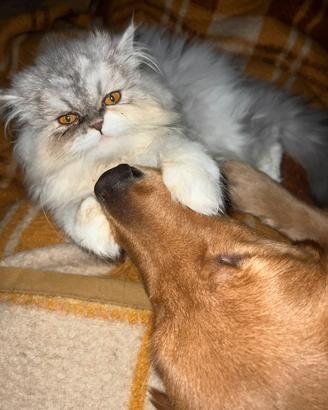 Gatto persiano per ACCOPPIAMENTO