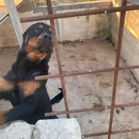 Rottweiler pedigree