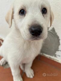 Cucciola di 3 mesi simil labrador - max 18-20kg