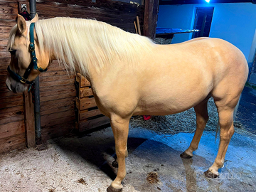 Cavalla incrocio Quarter