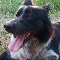 Cane da guardia