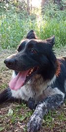 Cane da guardia