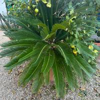 2 Cycas Revoluta, 2 Inteflora Khaleesi,1 palma