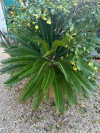 2 Cycas Revoluta, 2 Inteflora Khaleesi,1 palma