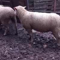 Montoni il de france arr arr primosangue