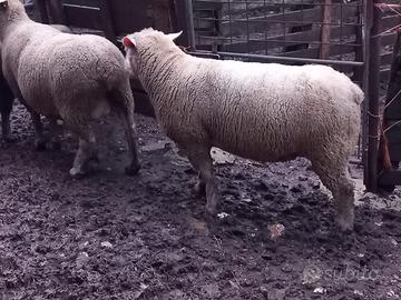 Montoni il de france arr arr primosangue