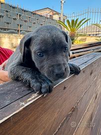 Cuccioli di cane corso